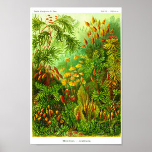 Plate 72. Muscinae. Poster