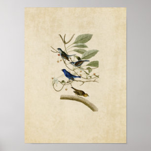 Plate 74   Indigo Bunting   Birds of America Poster
