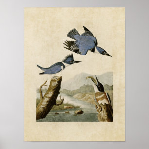 Plate 77   Belted Kingfisher   Birds of America Poster