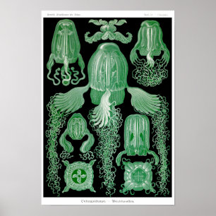 Plate 78. Cubomedusae. Poster
