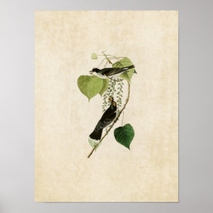 Plate 79 Tyrant Flycatcher Birds of America Poster