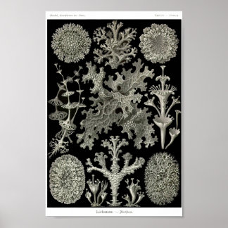 Plate 83. Lichens. Poster