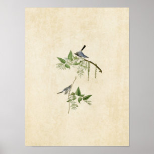 Plate 84 Blue-Grey Flycatcher Birds of America Poster