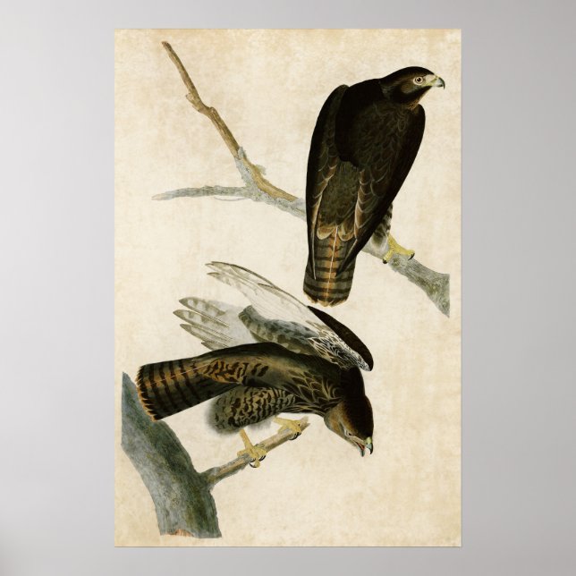 Plate 86 | Black Warrior | Birds of America Poster (Front)
