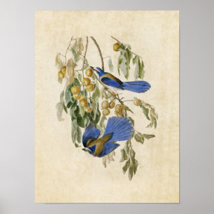 Plate 87   Florida Jay   Birds of America Poster