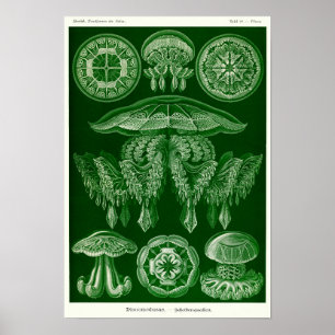 Plate 88. Discomedusae. Poster