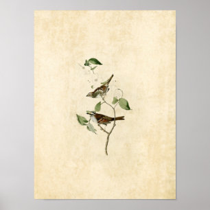 Plate 8 White-Throated Sparrow Poster