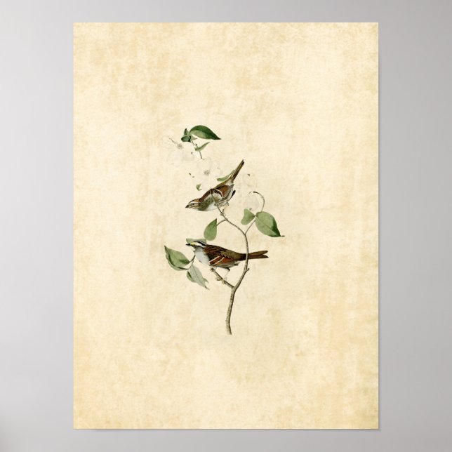 Plate 8 | White-Throated Sparrow Poster (Front)