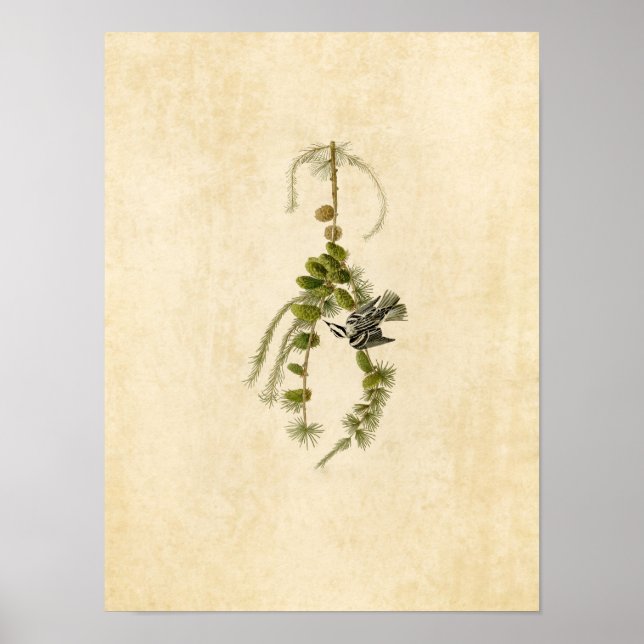 Plate 90 | Black & White Creeper Poster (Front)