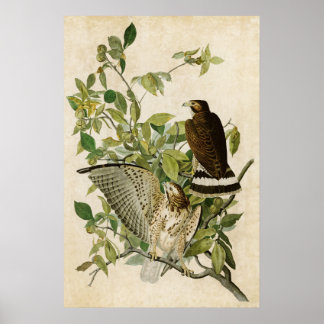 Plate 91 | Broad-Winged Hawk | Birds of America Poster