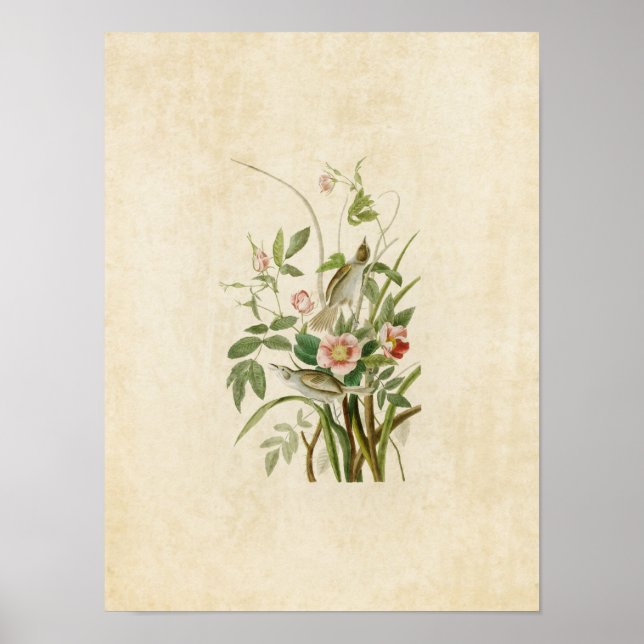 Plate 93 | Seaside Finch | Birds of America Poster (Front)