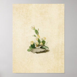 Plate 94   Grass Finch or Bay-Winged Bunting Poster