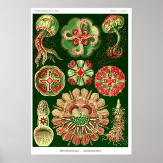 Plate 98. Discomedusae. Poster