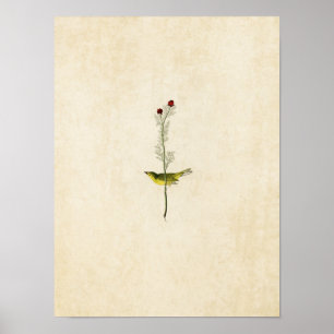 Plate 9 Shelby's Flycatcher Birds of America Poster