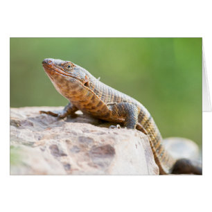 Plated Lizard