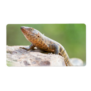 Plated Lizard