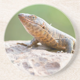 Plated Lizard Coaster