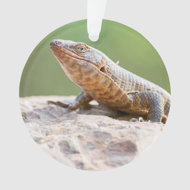 Plated Lizard Ornament (Front)