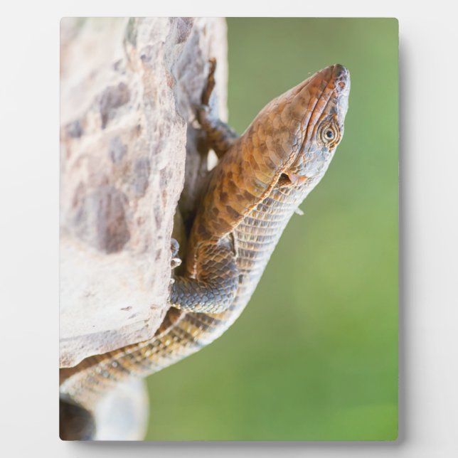 Plated Lizard Plaque (Front)