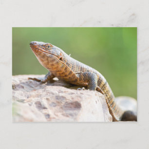 Plated Lizard Postcard