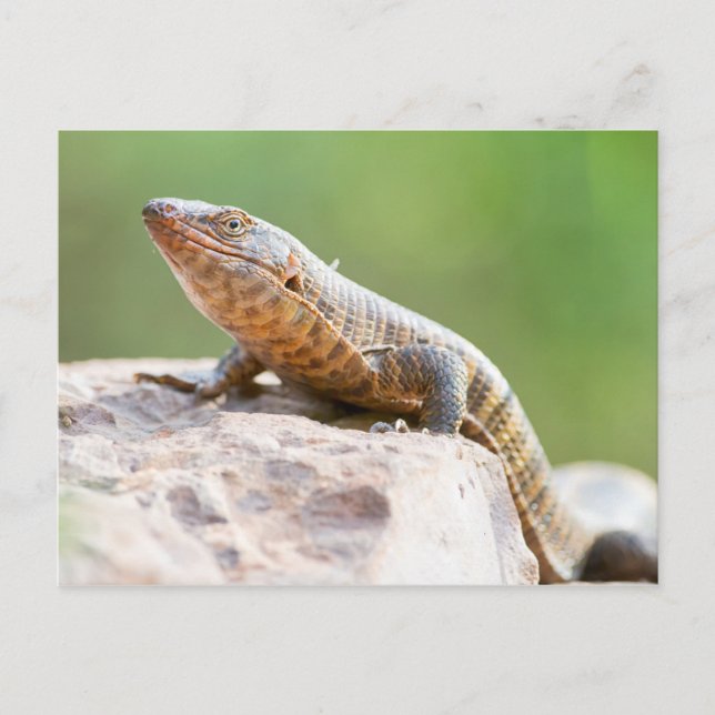 Plated Lizard Postcard (Front)