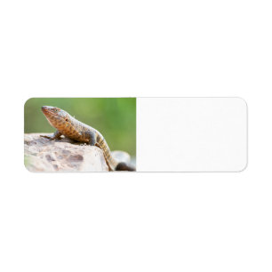 Plated Lizard Return Address Label