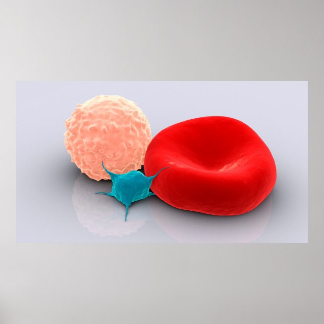 Platelet, Red And White Blood Cells Poster (Front)