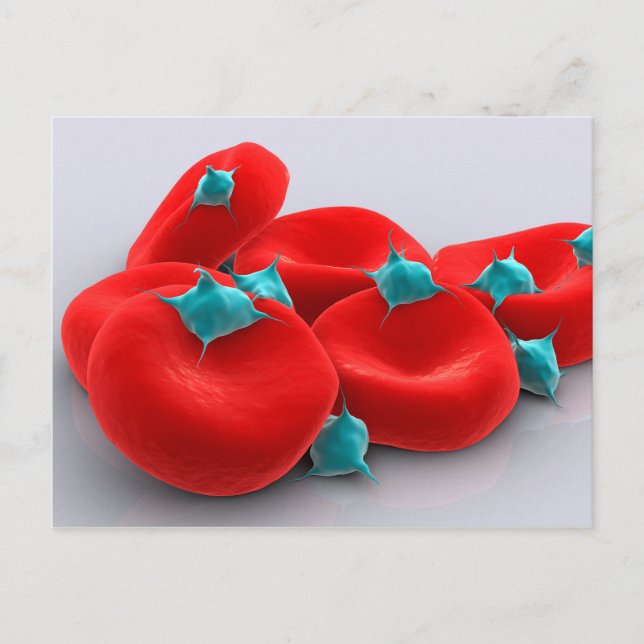 Platelets With Red Blood Cells 1 Postcard (Front)