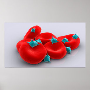 Platelets With Red Blood Cells 1 Poster