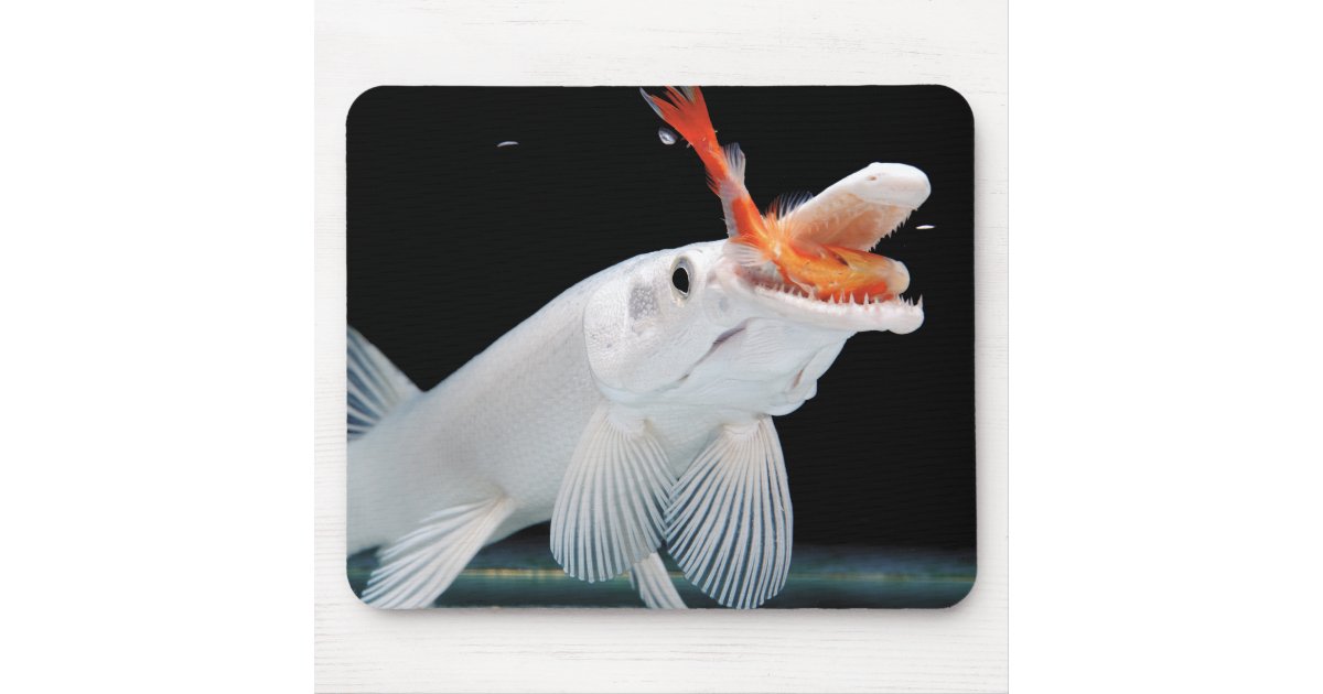 Wallpaper Platinum Alligator Gar Pike Mouse Pad Zazzle Com Au Free HD