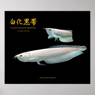 Platinum Black Arowana のポスター Poster
