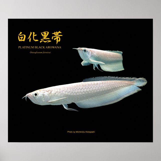 Platinum Black Arowana のポスター Poster (Front)