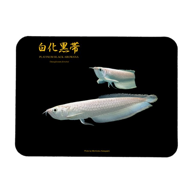 platinum Black Arowana Magnet (Horizontal)