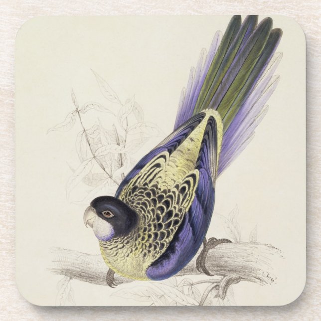 Platycercus Brownii, or Brown's Parrakeet (Plate 2 Coaster (Front)