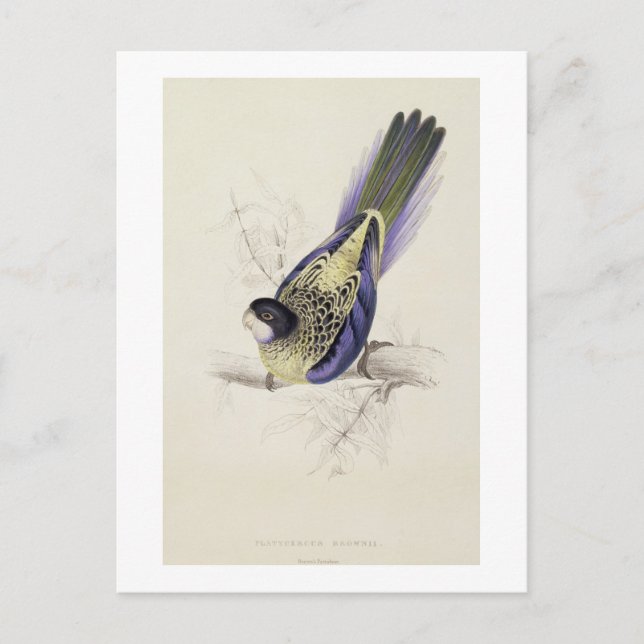 Platycercus Brownii, or Brown's Parrakeet (Plate 2 Postcard (Front)