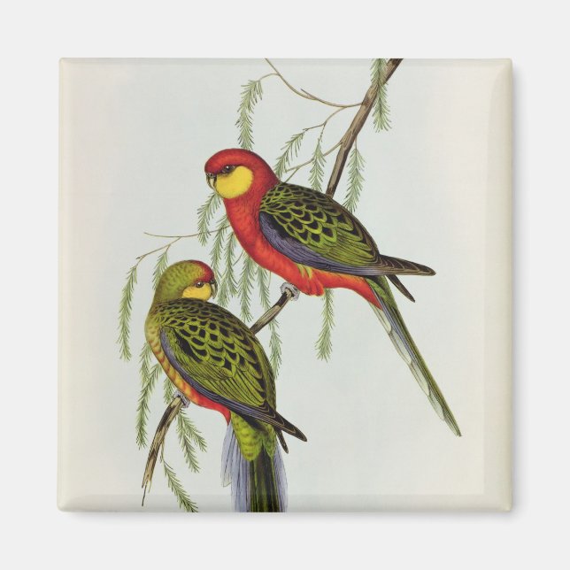 Platycercus Icterotis Magnet (Front)