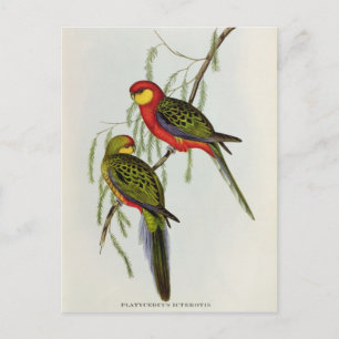 Platycercus Icterotis Postcard