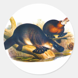 Platypus Classic Round Sticker