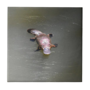 PLATYPUS EUNGELLA NATIONAL PARK AUSTRALIA CERAMIC TILE