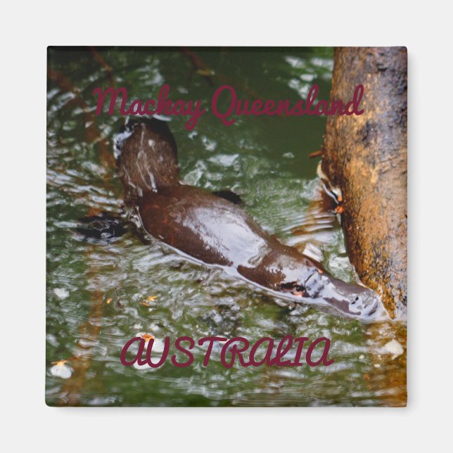 PLATYPUS EUNGELLA NATIONAL PARK AUSTRALIA MAGNET (Front)