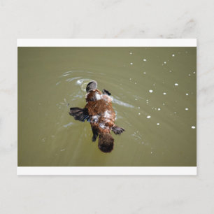 PLATYPUS EUNGELLA NATIONAL PARK AUSTRALIA POSTCARD