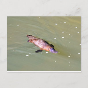 PLATYPUS IN WATER EUNGELLA AUSTRALIA POSTCARD
