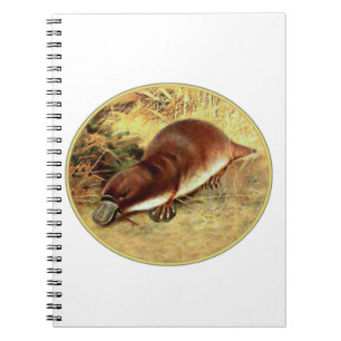 Platypus Notebook