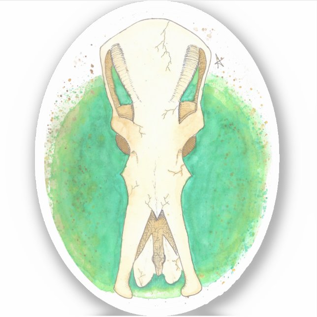 Platypus Skull (Front)