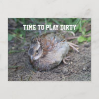 Play Dirty, Bob White Quail Taking a Dirt Bath
