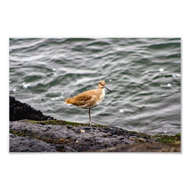 Playa Del Rey Photo Print (Front)