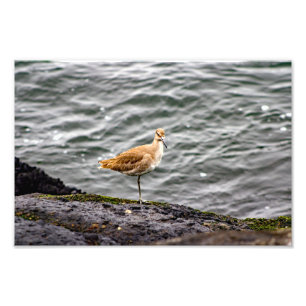 Playa Del Rey Photo Print