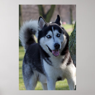 Playful Alaska Husky Sled Dog Beautiful Art Print