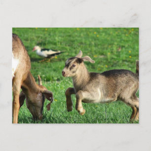 Playful Baby Goat Postcard