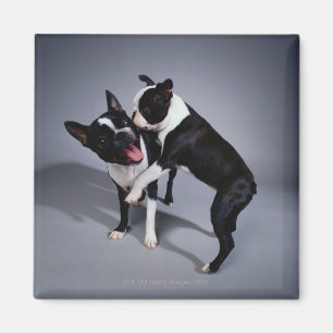 Playful Boston Terriers Magnet